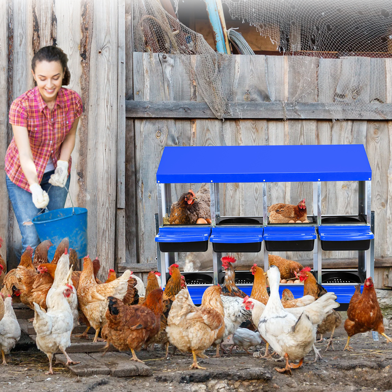Gallinas cómodas en el nidal