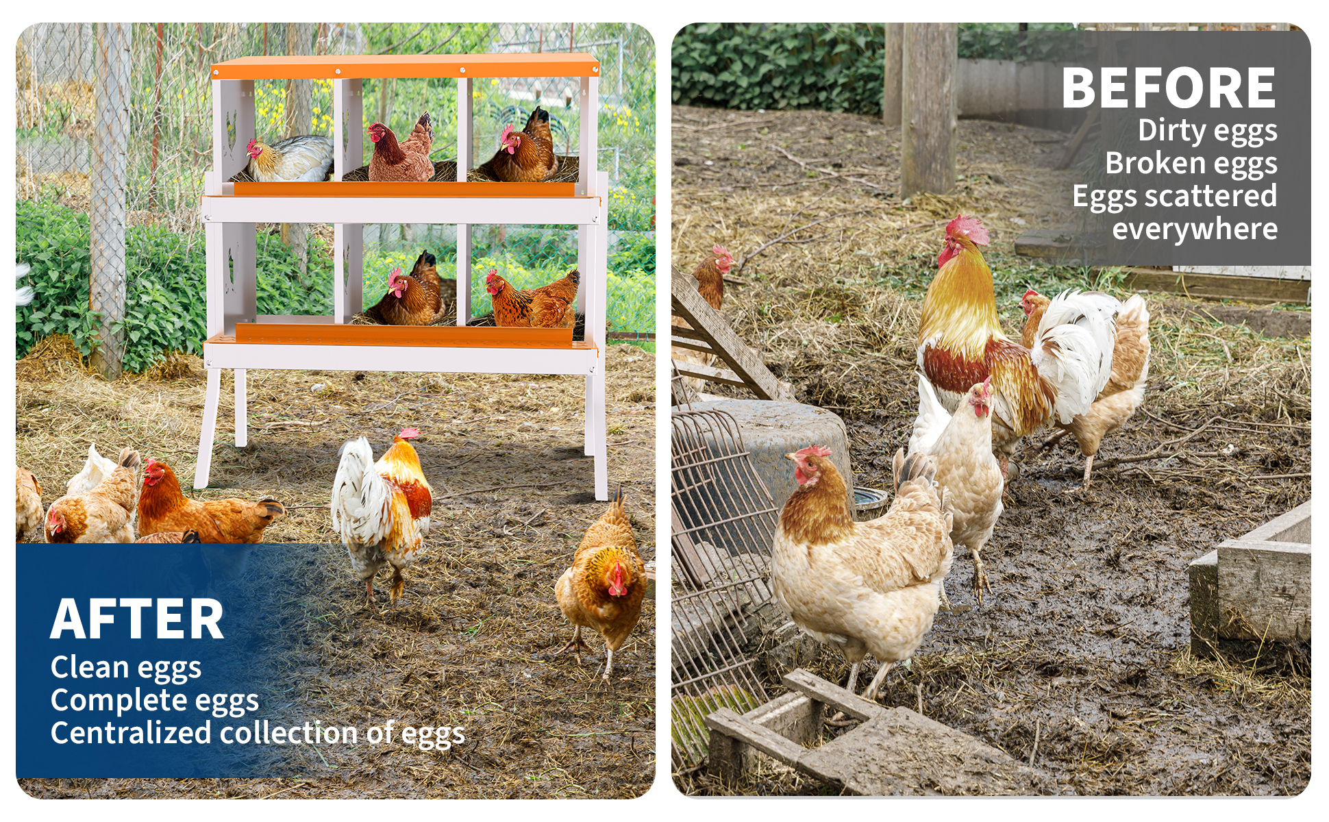 Recolección fácil de huevos sin roturas