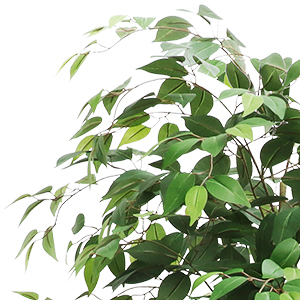 GARVEEDE Künstlicher Ficusbaum - Detail 1