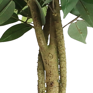 GARVEEDE Künstlicher Ficusbaum - Detail 3